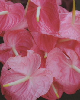Iris Vermeij Photography Print (Aloha Blush, Hawaii) 