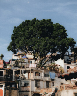 Iris Vermeij Photography Print (Taxo Tree, Mexico City) 
