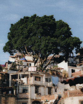 Iris Vermeij Photography Print (Taxo Tree, Mexico City) 